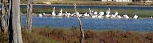 Creery Wetlands and Samphire Cove - Home of the Quenda also known as the Southern Brown Bandicoot