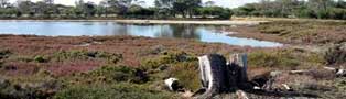 Creery Wetlands and Samphire Cove - Home of the Quenda also known as the Southern Brown Bandicoot